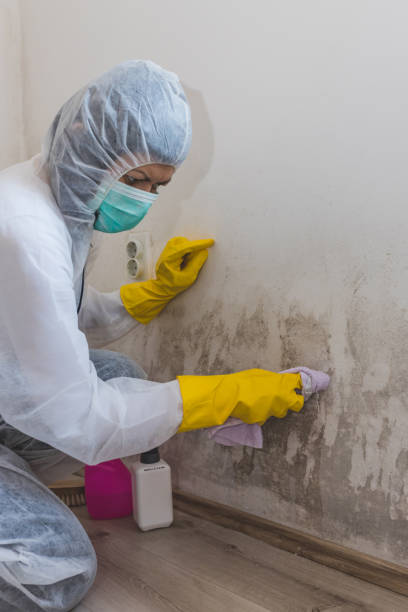 Mold Removal for HVAC Installations in Glyndon, MN