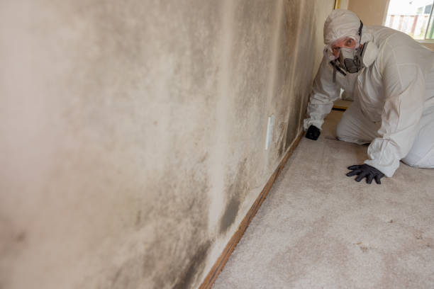 Best Post-Construction Mold Inspection  in Glyndon, MN